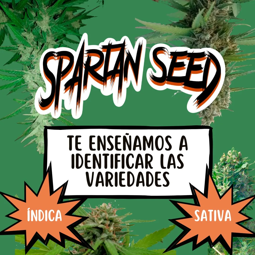 ¿ÍNDICA O SATIVA?